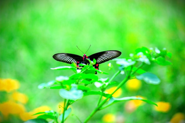 Joli papillon sur la fleur plante en arrière-plan natures