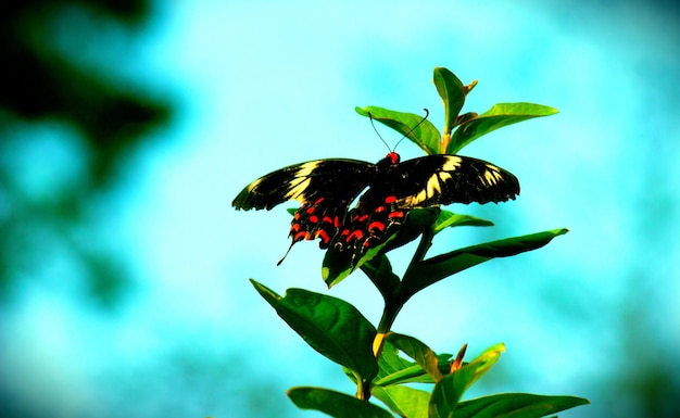 Joli papillon sur la fleur plante en arrière-plan natures