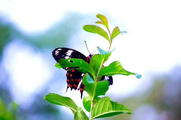 Joli papillon sur la fleur plante en arrière-plan natures