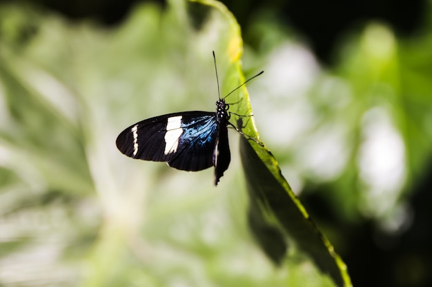 Joli papillon perché sur une feuille verte dans le jardin