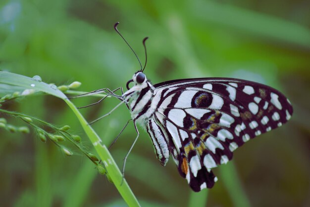 Joli papillon sur la plante à fleurs