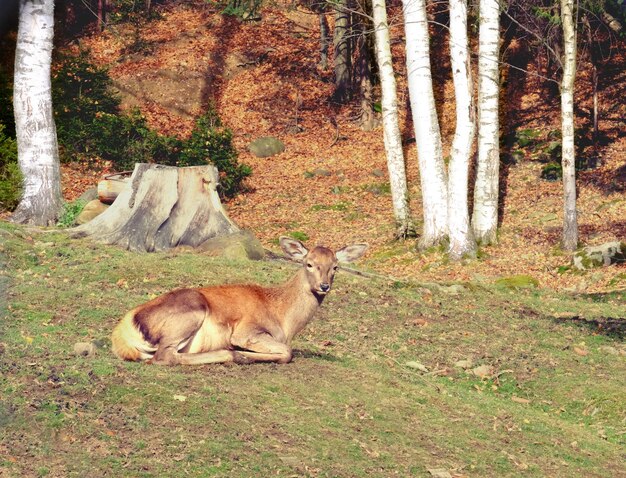 Joli petit cerf sur l'herbe