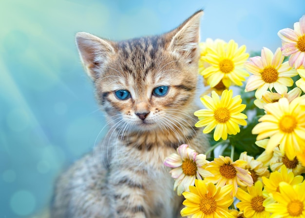 Joli petit chat assis près de fleurs jaunes