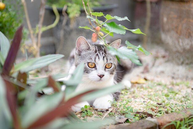 Joli petit chat avec de beaux yeux jaunes sur le sable blanc