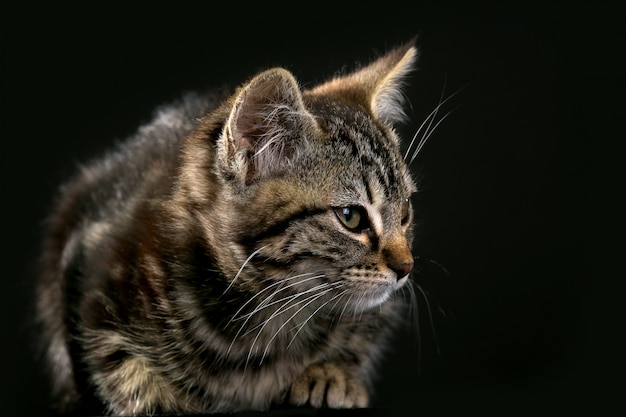 Un Bébé Loutre Est Allongé Sur Un Fond Noir.