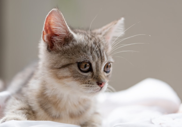 Joli petit chat mignon sur fond blanc