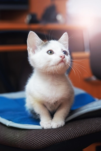 Un joli petit chaton est assis sur une chaise au bureau et lève les yeux