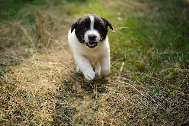 Photo joli petit chiot courant sur l'herbe verte et sèche