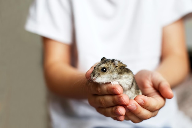 Joli petit hamster dans les mains de l'enfant à proximité