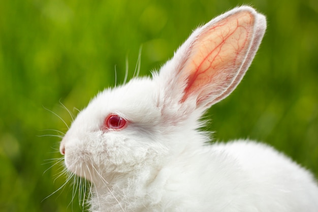 Joli petit lapin blanc sur fond vert