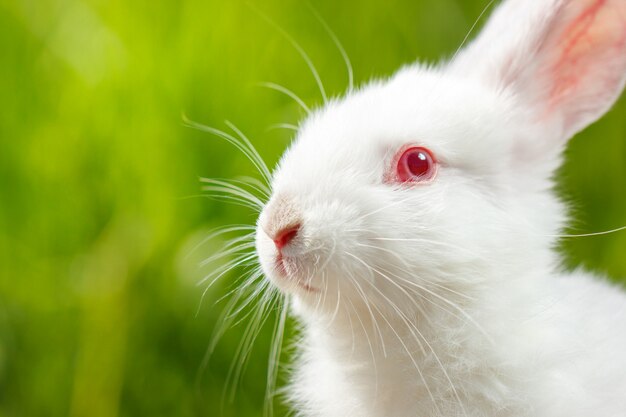 Joli petit lapin blanc sur fond vert