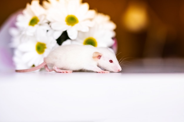 Joli petit rat blanc avec de grandes oreilles situées dans les fleurs blanches