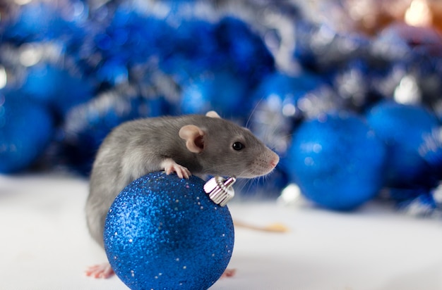 Joli petit rat gris regardant dans le cadre et embrasse la boule de Noël bleue avec un magnifique flou bleu et argent