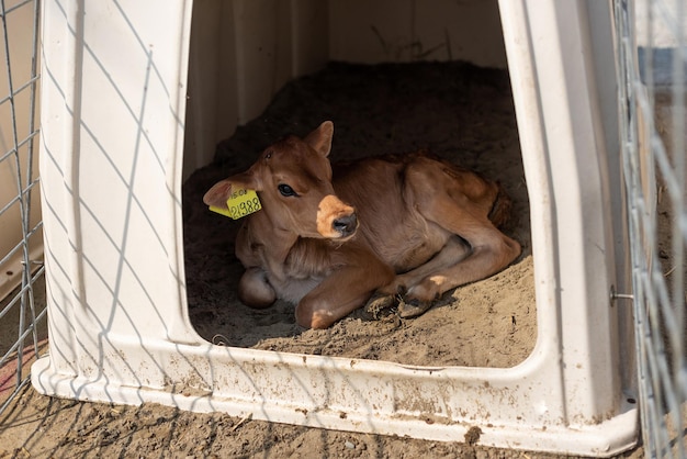 Joli petit veau avec boucles d'oreilles en enclos individuel Ferme de vaches d'élevage