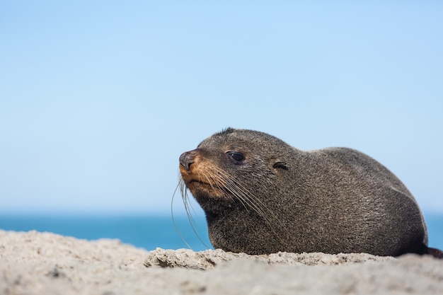 Joli phoque relaxant sur la plage, Nouvelle-Zélande