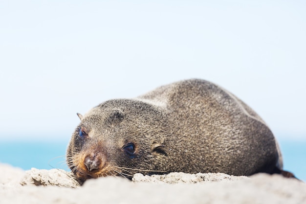 Joli phoque relaxant sur la plage, Nouvelle-Zélande