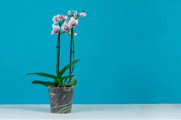 Photo joli pot avec des orchidées