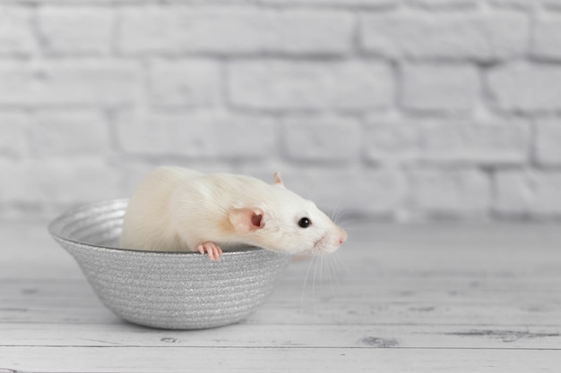 Un joli rat décoratif blanc est assis sur une assiette grise. Portrait en gros plan d'un rongeur sur fond blanc.