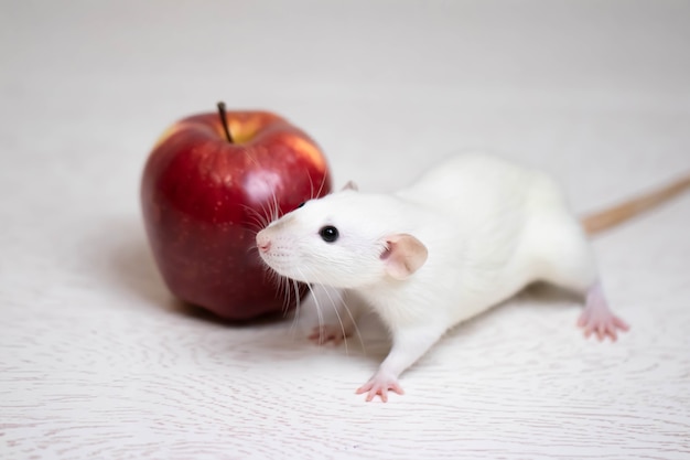 Un joli rat décoratif blanc se trouve à côté d'une pomme rouge juteuse et mûre. Gros plan de rongeurs.