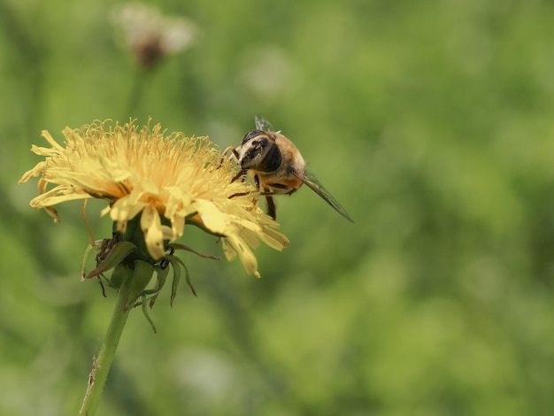 Une jolie abeille sur une fleur