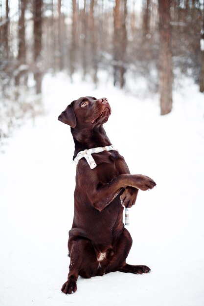 Jolie brun Labrador Retriever dans la forêt d'hiver