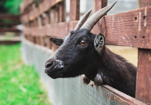 une jolie chèvre noire avec des cornes a passé la tête à travers la clôture de la ferme