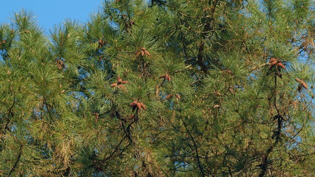 Une jolie cône de pin suspendue à sa branche. Des cônes de pin à la fin des branches.