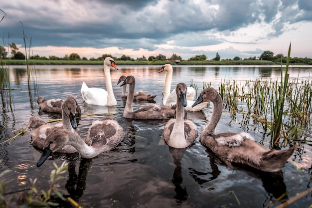 Jolie famille de cygnes sur le lac au coucher du soleil