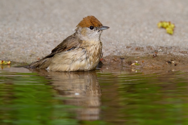 Jolie femelle de blackcap eurasien assis au bord de l'eau seul