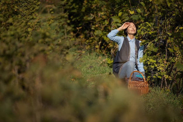 Jolie femme mûre utilisant des ciseaux de jardinage et un panier en osier pour cueillir des raisins mûrs sur le terrain Femme jardinier travaillant sur le vignoble pendant la saison des récoltes