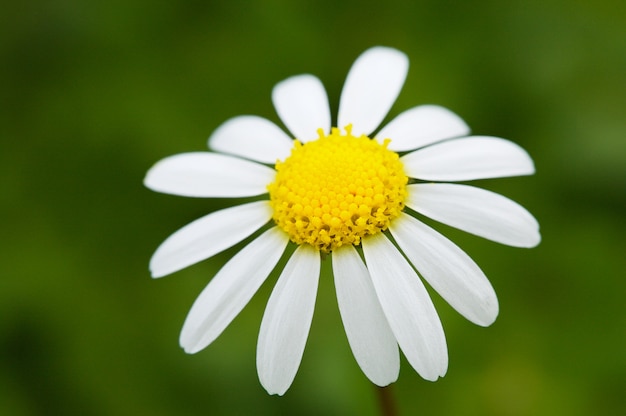 Une jolie fleur dans le champ au printemps