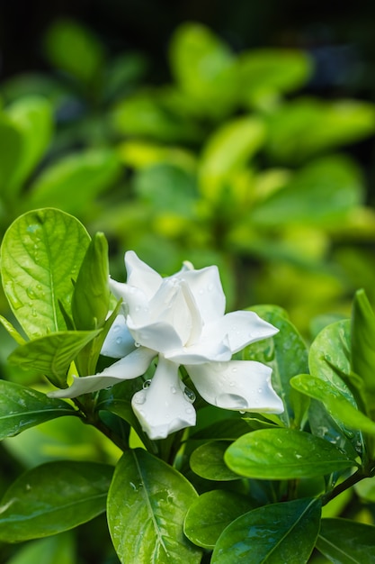 Jolie fleur de gardénia (Gardenia jasminoides) qui fleurit