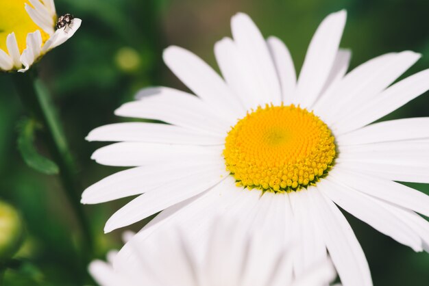 Jolie fleur romantique de marguerite avec du pollen jaune vif et de longs pétales blancs se bouchent