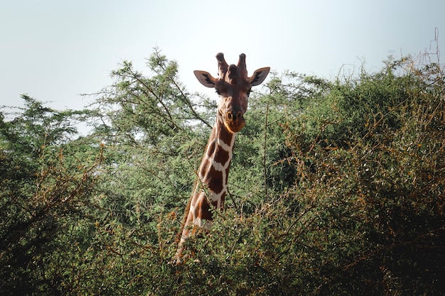 Photo jolie girafe sort sa tête des arbres de la savane africaine