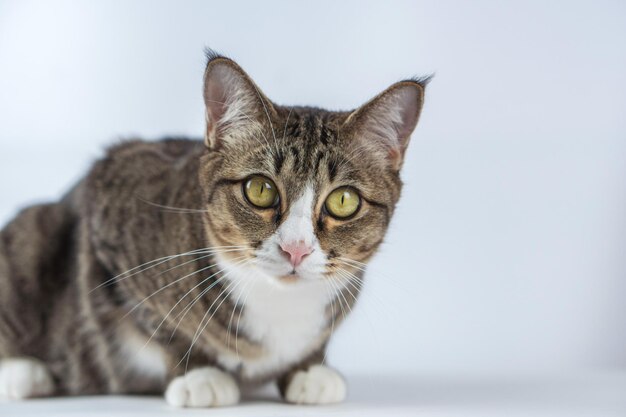 Photo une jolie image de chat sur un fond blanc