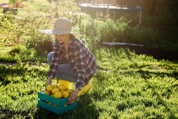 Jolie jeune femme jardinière en chapeau cueille des citrons dans un panier dans son potager par une journée d'été ensoleillée Concept de jardinage et d'agriculture