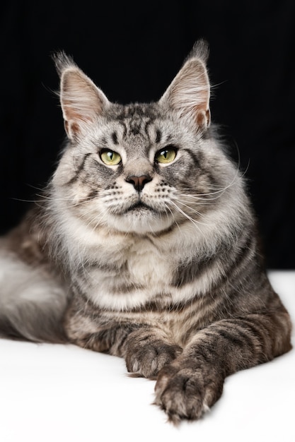 Jolie mackerel tabby Maine Shag Cat allongé sur fond noir et blanc et regardant la caméra