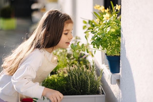 Jolie petite fille renifle les feuilles de basilic sur le balcon Portrait d'une adorable fille jardinant à l'extérieur
