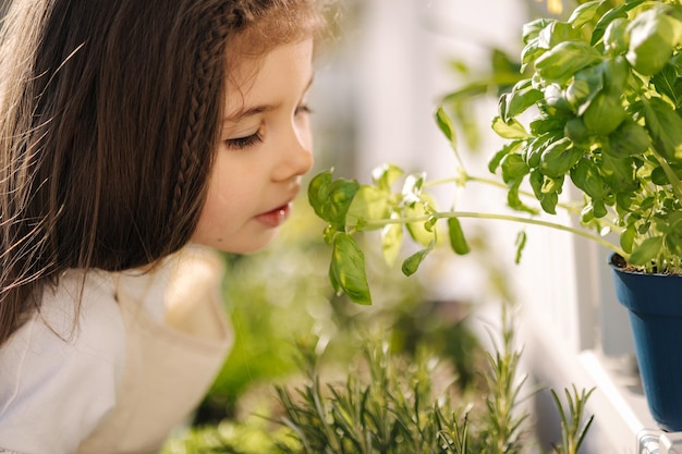 Jolie petite fille renifle les feuilles de basilic sur le balcon Portrait d'une adorable fille jardinant à l'extérieur