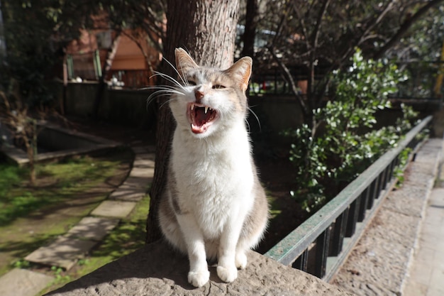 jolie photo de chat errant bâillant.