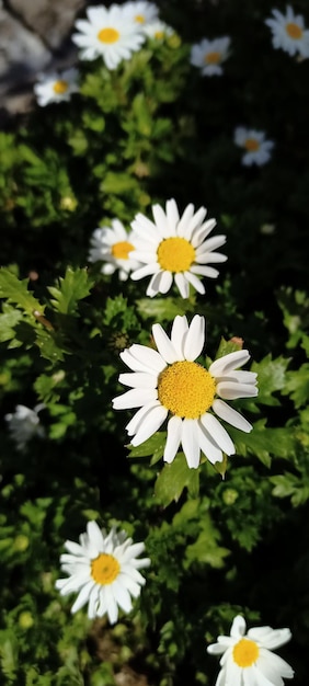 Jolie photo de fleur