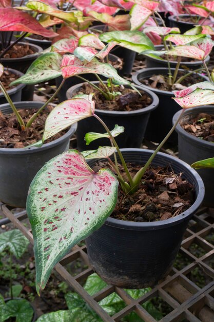 Jolie plante de jardin variée parsemée, stock photo