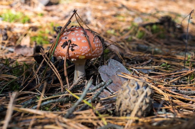 Photo jolie toadstool parmi les aiguilles de sapin dans la forêt.