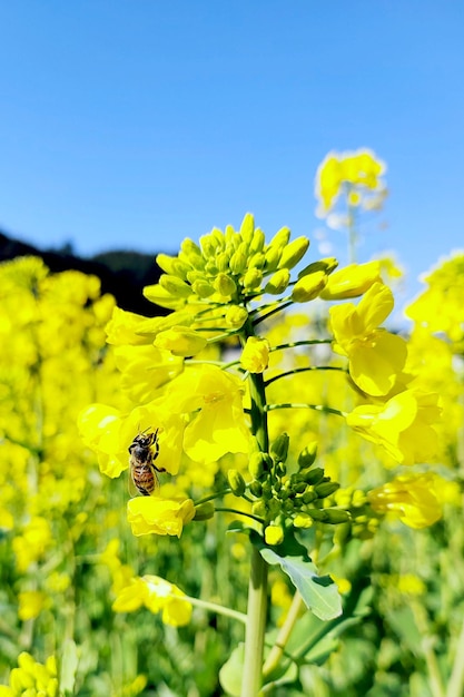 Jolies belles fleurs au printemps fleurs de colza