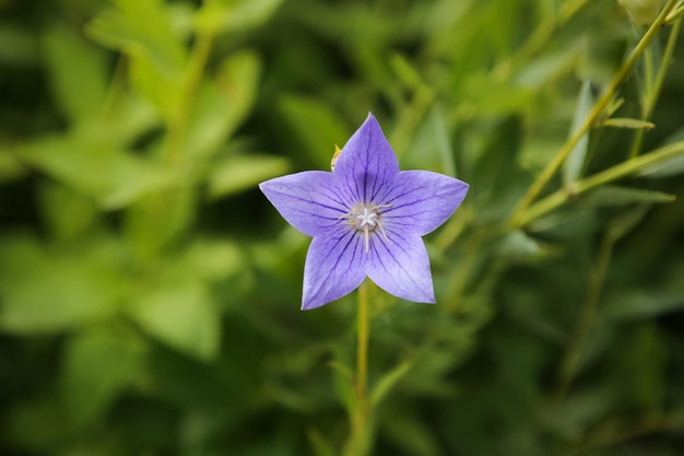 Jolies fleurs de campanule violettes qui fleurissent dans le champ de campanule