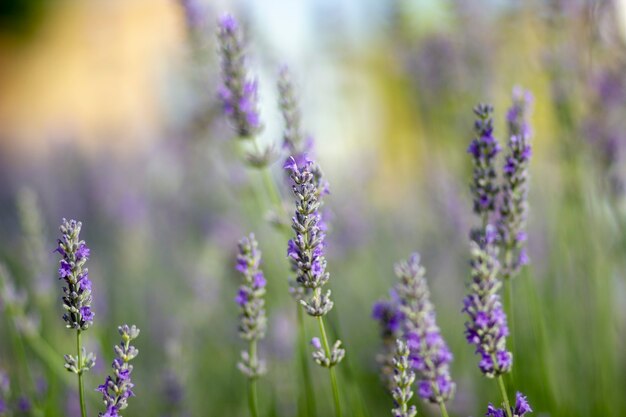 Jolies fleurs de lavande