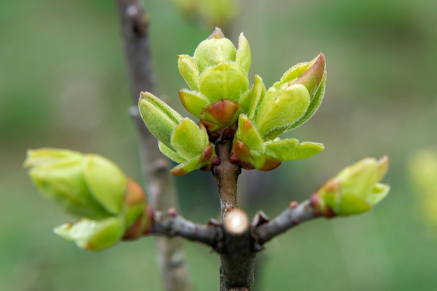 De jolis bourgeons de printemps délicats fleurissant des lilas en gros plan