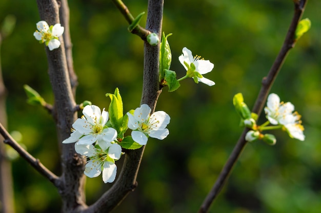 De jolis brins de fleurs de prunier délicats au printemps