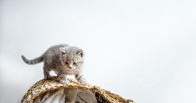 Photo jolis chatons sur panier en osier, sur blanc