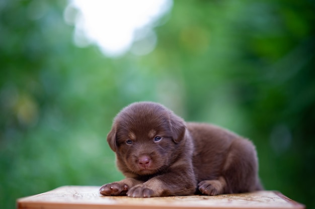 Jolis chiots marron assis sur la table